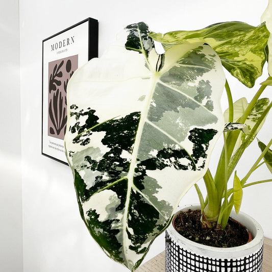 Variegated Alocasia Frydek Elephant Ear Albo Variegata 9cm Pot House Plant