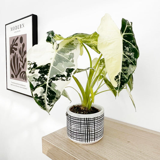 Variegated Alocasia Frydek Elephant Ear Albo Variegata 9cm Pot House Plant