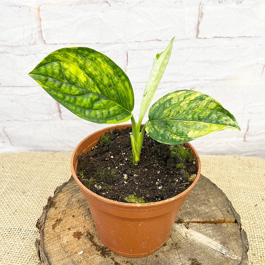 Variegated Monstera Peru Karstenianum Pothos 17cm Pot House Plant House Plant