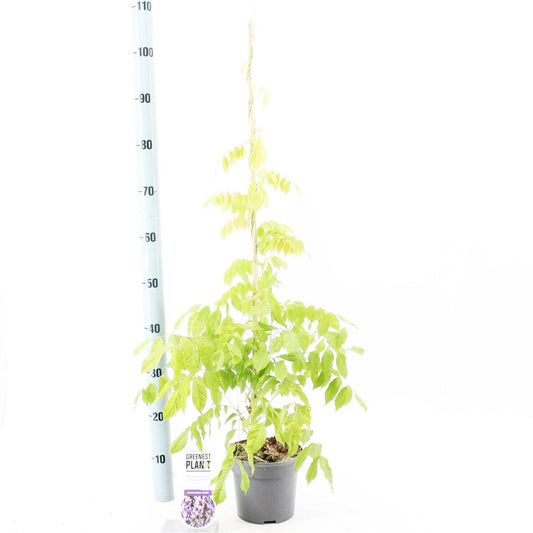 Wisteria sinensis Prolific 23cm Pot 175cm Shrub Plant Shrubs