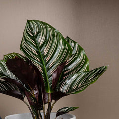 10 - 15cm Calathea Ornata Prayer Plant 13cm Pot House Plant House Plant