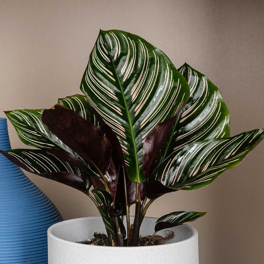 10 - 15cm Calathea Ornata Prayer Plant 13cm Pot House Plant House Plant