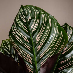 10 - 15cm Calathea Ornata Prayer Plant 13cm Pot House Plant House Plant