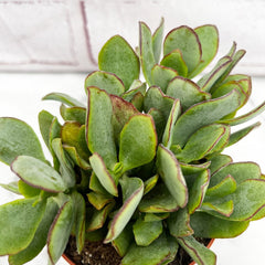 10 - 15cm Crassula Arborescens House Plant 9cm Pot House Plant