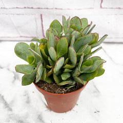 10 - 15cm Crassula Arborescens House Plant 9cm Pot House Plant