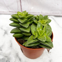 10 - 15cm Crassula Springtime House Plant 9cm Pot House Plant