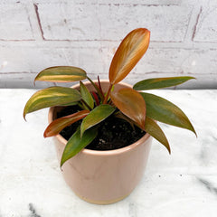 10 - 15cm Philodendron Florida Bronze in 9cm Pot House Plant