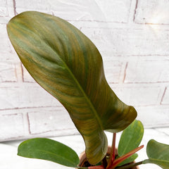 10 - 15cm Philodendron Florida Bronze in 9cm Pot House Plant