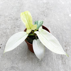 10 - 15cm Philodendron Florida Ghost House Plant 9cm Pot House Plant