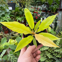 10 - 15cm Philodendron Lemon Saw 12cm Pot House Plant House Plant