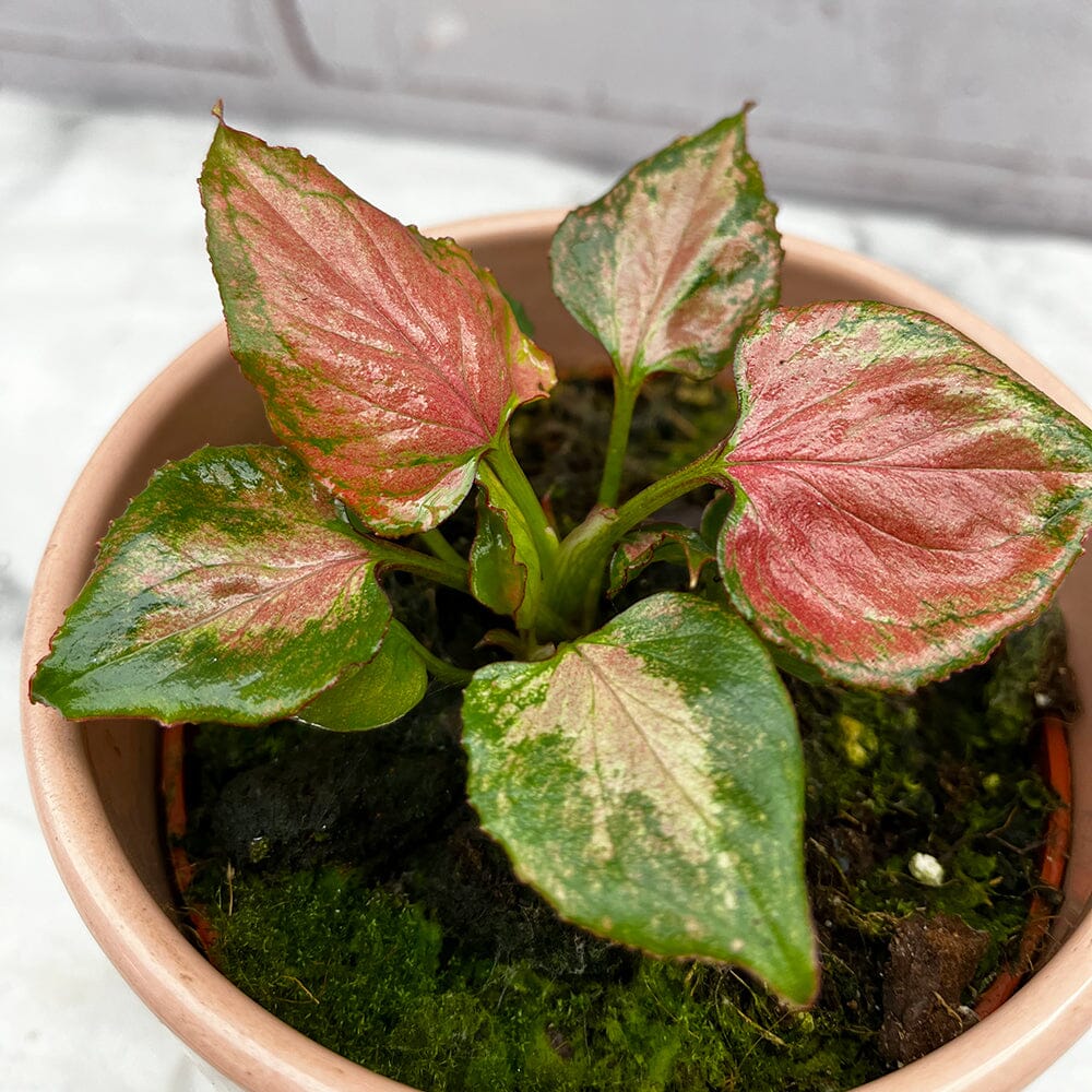 10 - 15cm Syngonium Pink Perfection 10cm Pot House Plant House Plant