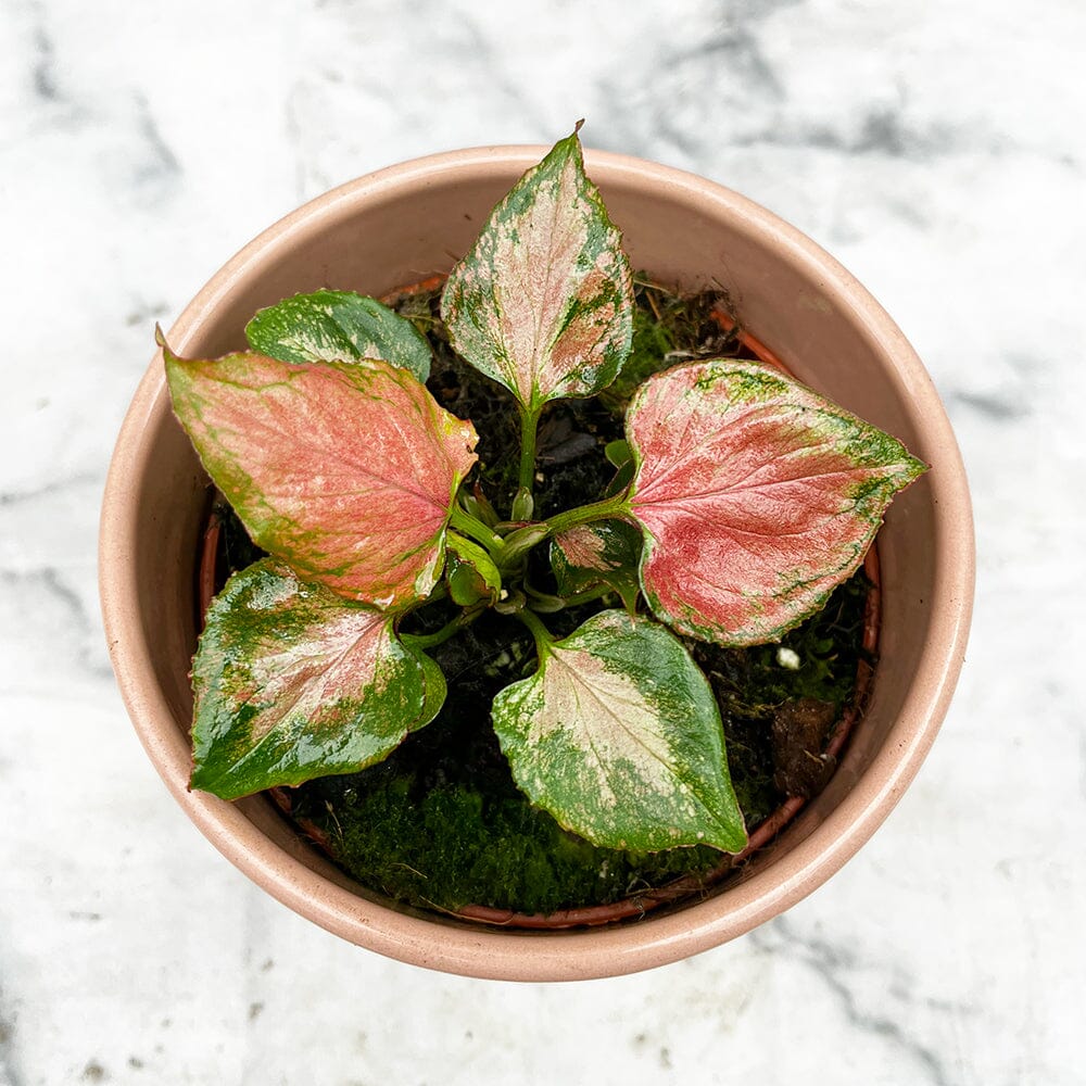 10 - 15cm Syngonium Pink Perfection 10cm Pot House Plant House Plant