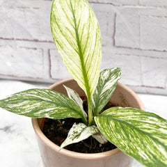 10 - 15cm Variegated Spathiphyllum Sensation Peace Lily Variegata 9cm Pot House Plant House Plant