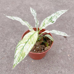 10 - 15cm Variegated Spathiphyllum Sensation Peace Lily Variegata 9cm Pot House Plant House Plant