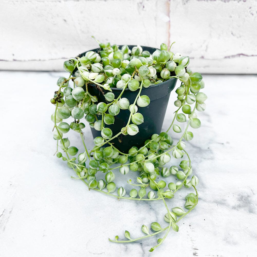 10 - 15cm Variegated String of Pearls Senecio Rowleyanus 8cm Pot House Plant House Plant