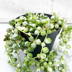 10 - 15cm Variegated String of Pearls Senecio Rowleyanus 8cm Pot House Plant House Plant