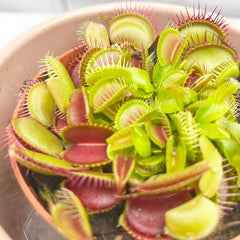 10 - 15cm Venus Fly Trap Dionaea Muscipula 9cm Pot House Plant