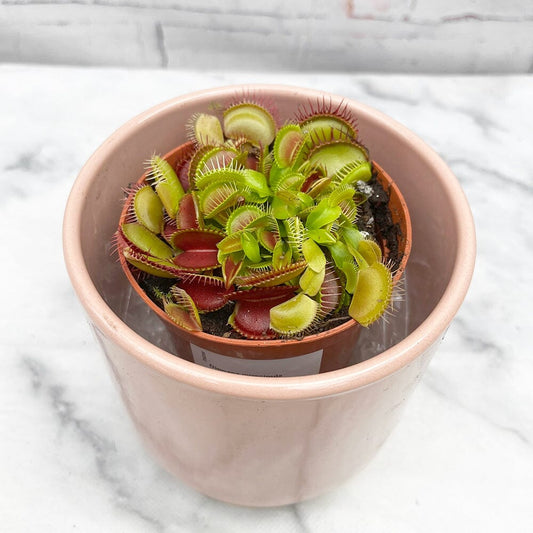 10 - 15cm Venus Fly Trap Dionaea Muscipula 9cm Pot House Plant