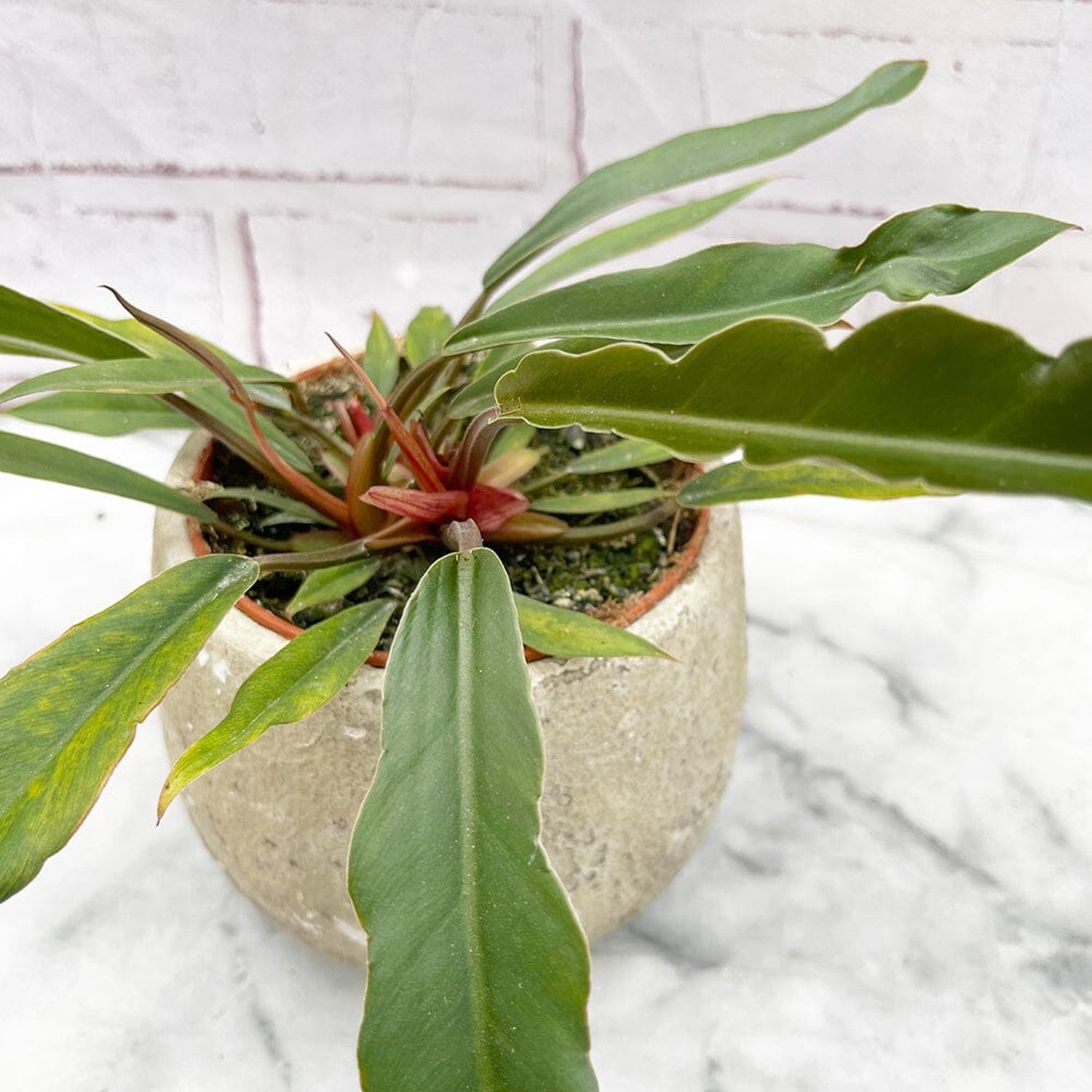 10 - 20cm Philodendron Caramel Pluto House Plant 12cm Pot House Plant