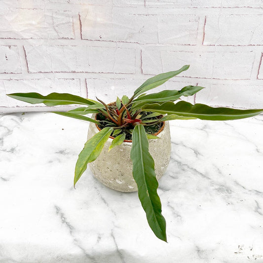 10 - 20cm Philodendron Caramel Pluto House Plant 12cm Pot House Plant