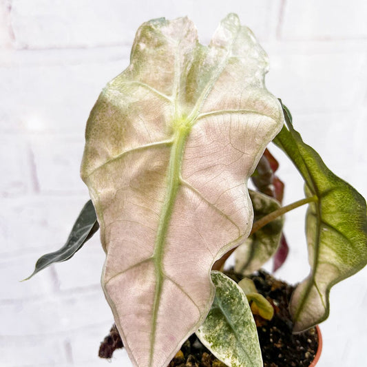 10 - 20cm Variegated Alocasia Amazonica Polly Elephant Ear Albo Variegata 9cm Pot House Plant