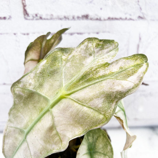 10 - 20cm Variegated Alocasia Amazonica Polly Elephant Ear Albo Variegata 9cm Pot House Plant