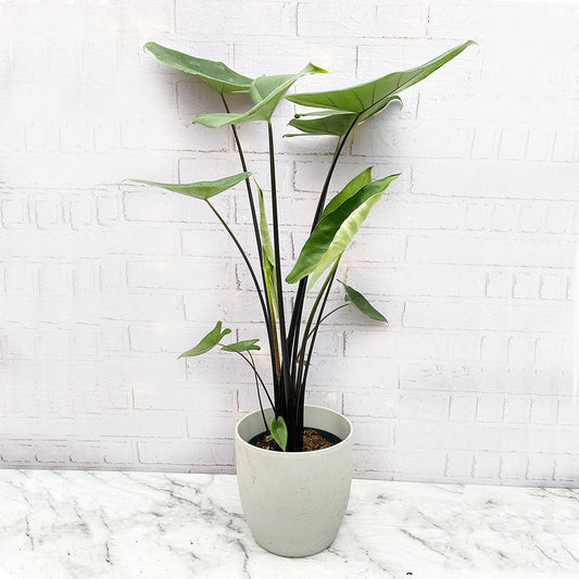 100 - 110cm Alocasia Black Stem Zebrina Elephant Ear 21cm Pot House Plant House Plant