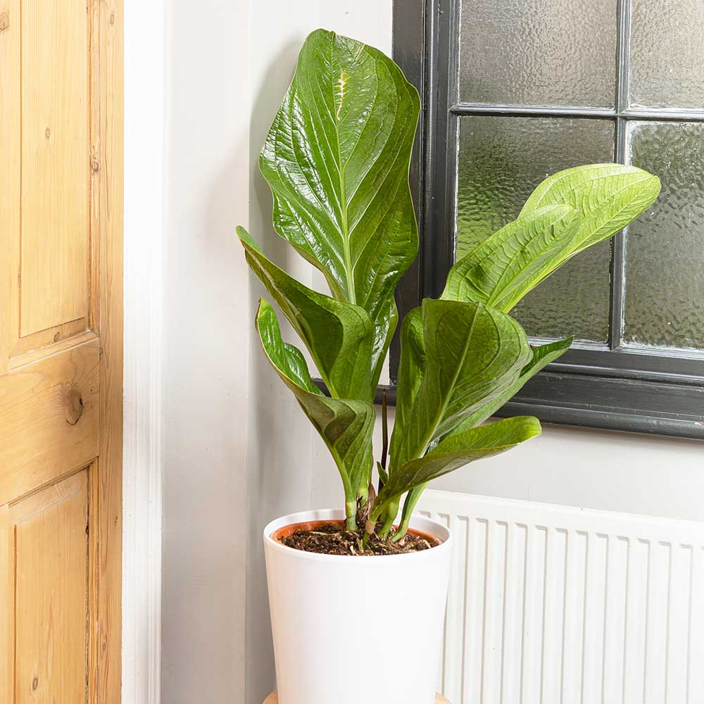 100 - 110cm Anthurium Botanical King 27cm Pot Potted Houseplants