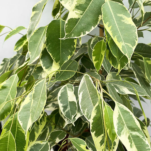 100 - 110cm Ficus Golden King Rubber House Plant 21cm Pot House Plant