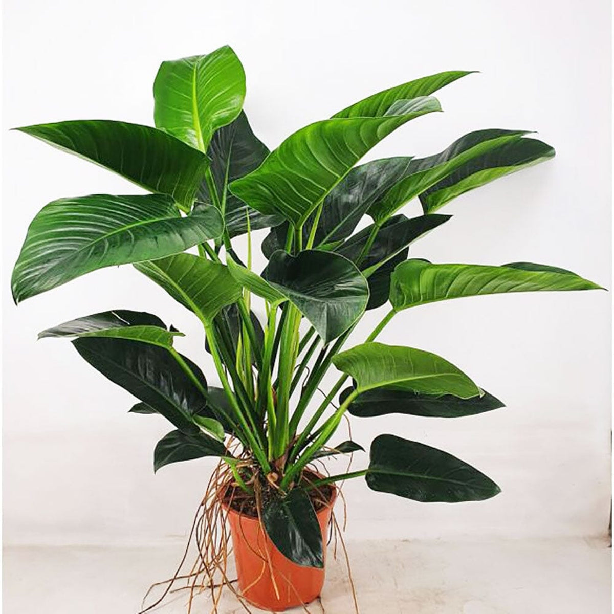 100-110cm Philodendron Congo Millions 27cm Pot House Plant House Plant