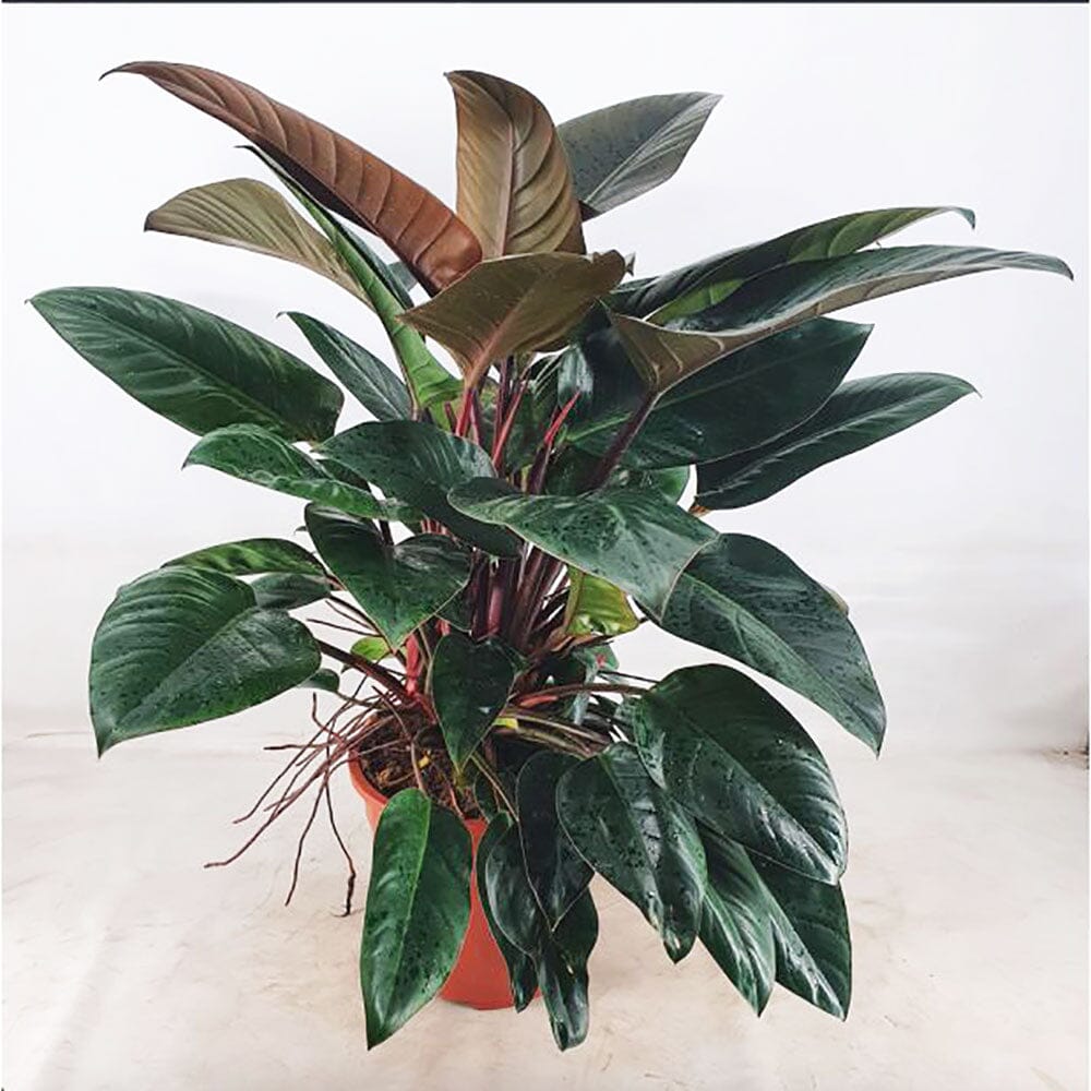 100-110cm Philodendron Rojo Congo 27cm Pot House Plant House Plant