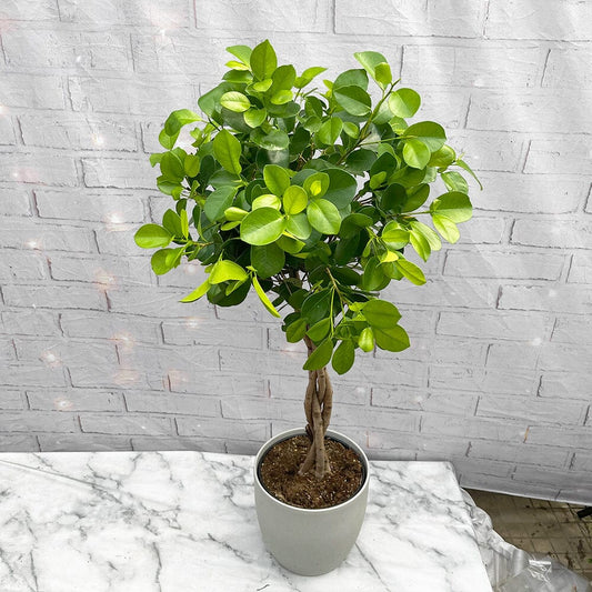 100 - 120cm Braided Ficus Microcarpa Moclame Tree Rubber Plant 23cm Pot House Plant House Plant