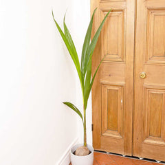 100 - 120cm Coconut Cocos Nucifera 19cm Pot Potted Houseplants