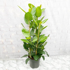 100 - 120cm Ficus Audrey with 3 Stems Rubber Plant 27cm Pot House Plant House Plant