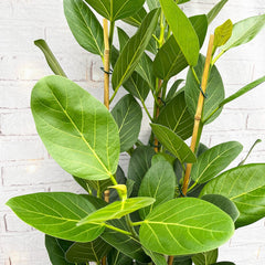 100 - 120cm Ficus Audrey with 3 Stems Rubber Plant 27cm Pot House Plant House Plant