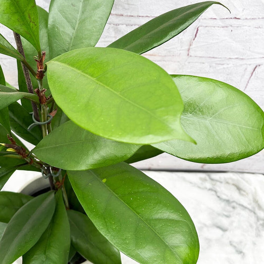 100 - 120cm Ficus Cyathistipula Rubber Plant 21cm Pot House Plant House Plant