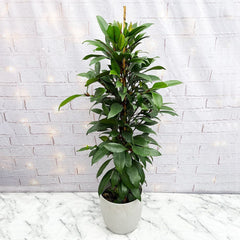 100 - 120cm Ficus Cyathistipula Rubber Plant 21cm Pot House Plant House Plant