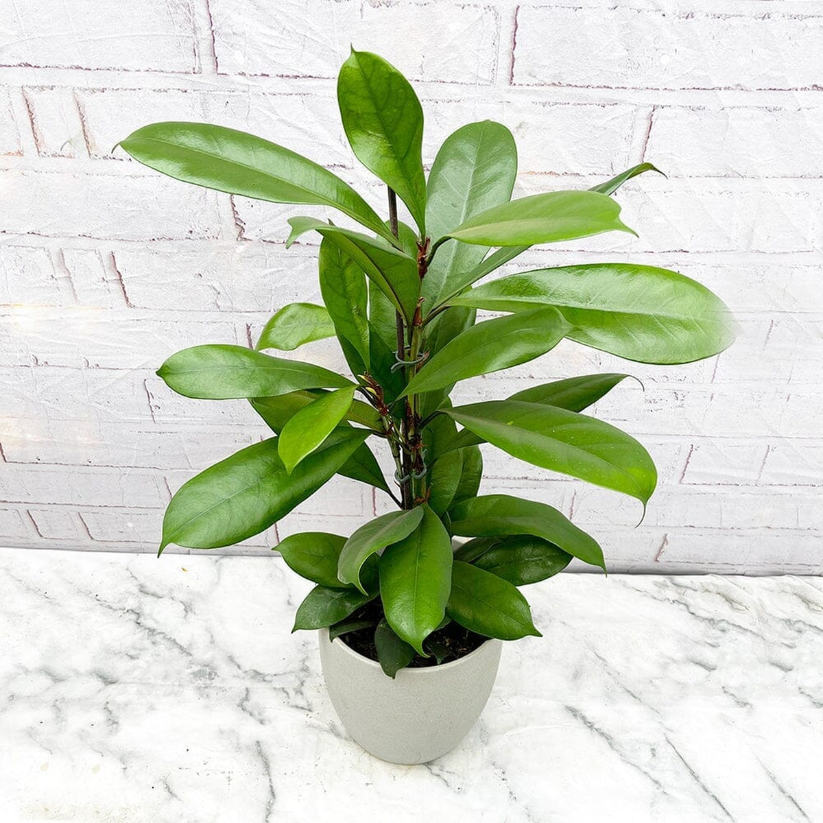 100 - 120cm Ficus Cyathistipula Rubber Plant 21cm Pot House Plant House Plant