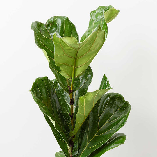 Philodendron Houseplants – Plants For All Seasons