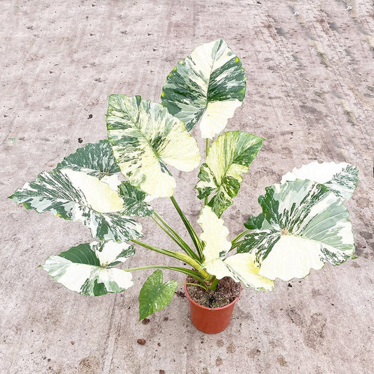 100 - 120cm Variegated Alocasia Gagaena Variegata 19cm Pot House Plant House Plant