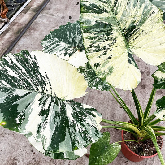 100 - 120cm Variegated Alocasia Gagaena Variegata 19cm Pot House Plant House Plant