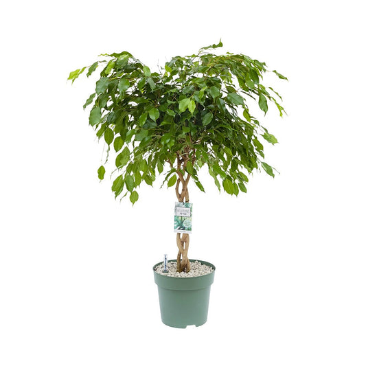 110 - 120cm Braided Ficus Adora Exotica 27cm Hydro Pot 