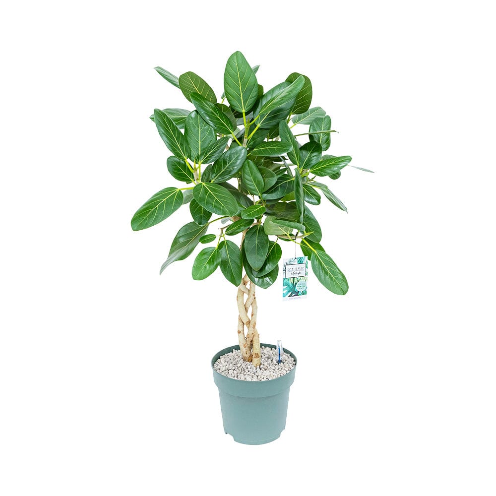 110 - 120cm Braided Ficus Altissima Audrey 27cm Pot Hydro Pot 