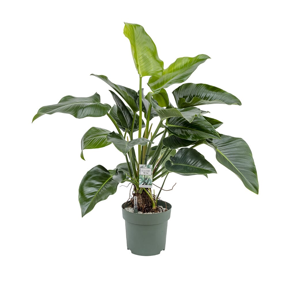 110 - 120cm Philodendron Green Beauty 30cm Hydro Pot 
