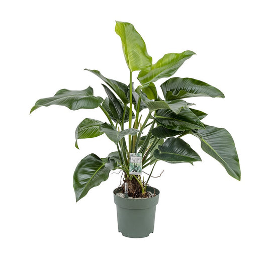 110 - 120cm Philodendron Green Beauty 30cm Hydro Pot 