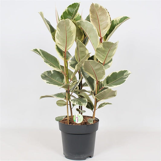 110 - 130cm Ficus Tineke 3 Stem Rubber Plant 27cm Pot House Plant House Plant