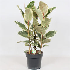 110 - 130cm Ficus Tineke 3 Stem Rubber Plant 27cm Pot House Plant House Plant