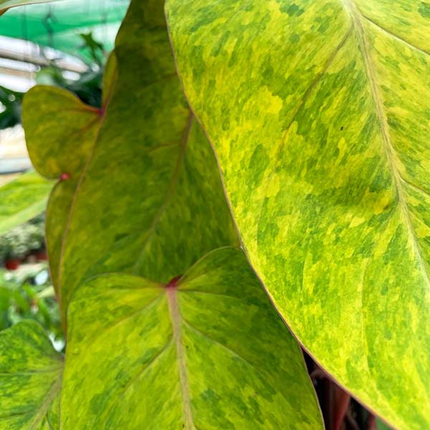 110 - 130cm Philodendron Painted Lady on Mosspole 24cm Pot House Plant House Plant