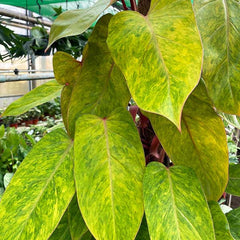 110 - 130cm Philodendron Painted Lady on Mosspole 24cm Pot House Plant House Plant