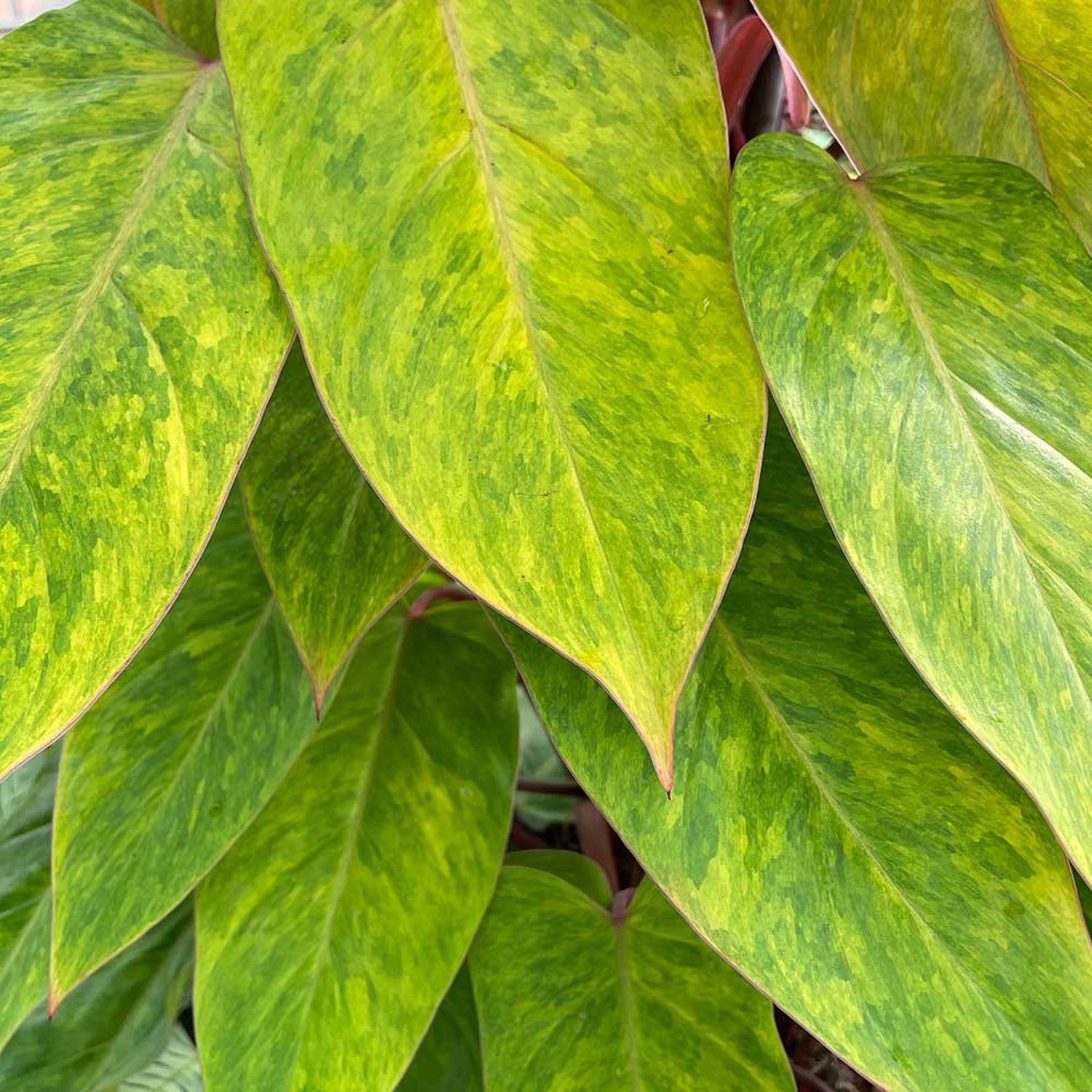 110 - 130cm Philodendron Painted Lady on Mosspole 24cm Pot House Plant House Plant